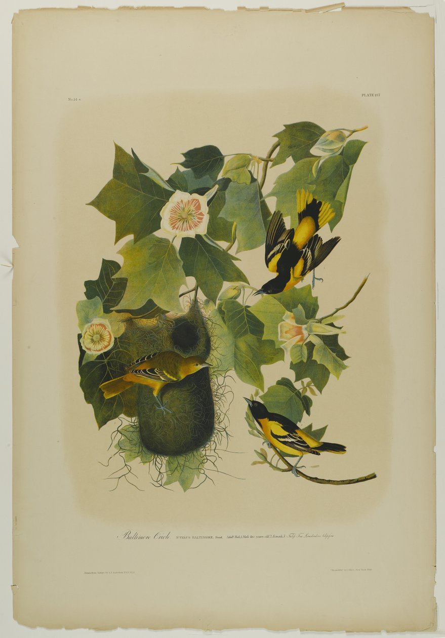 Baltimore Oriole, paina Julien Bien ja julkaisi Roe Lockwood & Son, 1861 (kromolitografia) tekijältä John James Audubon