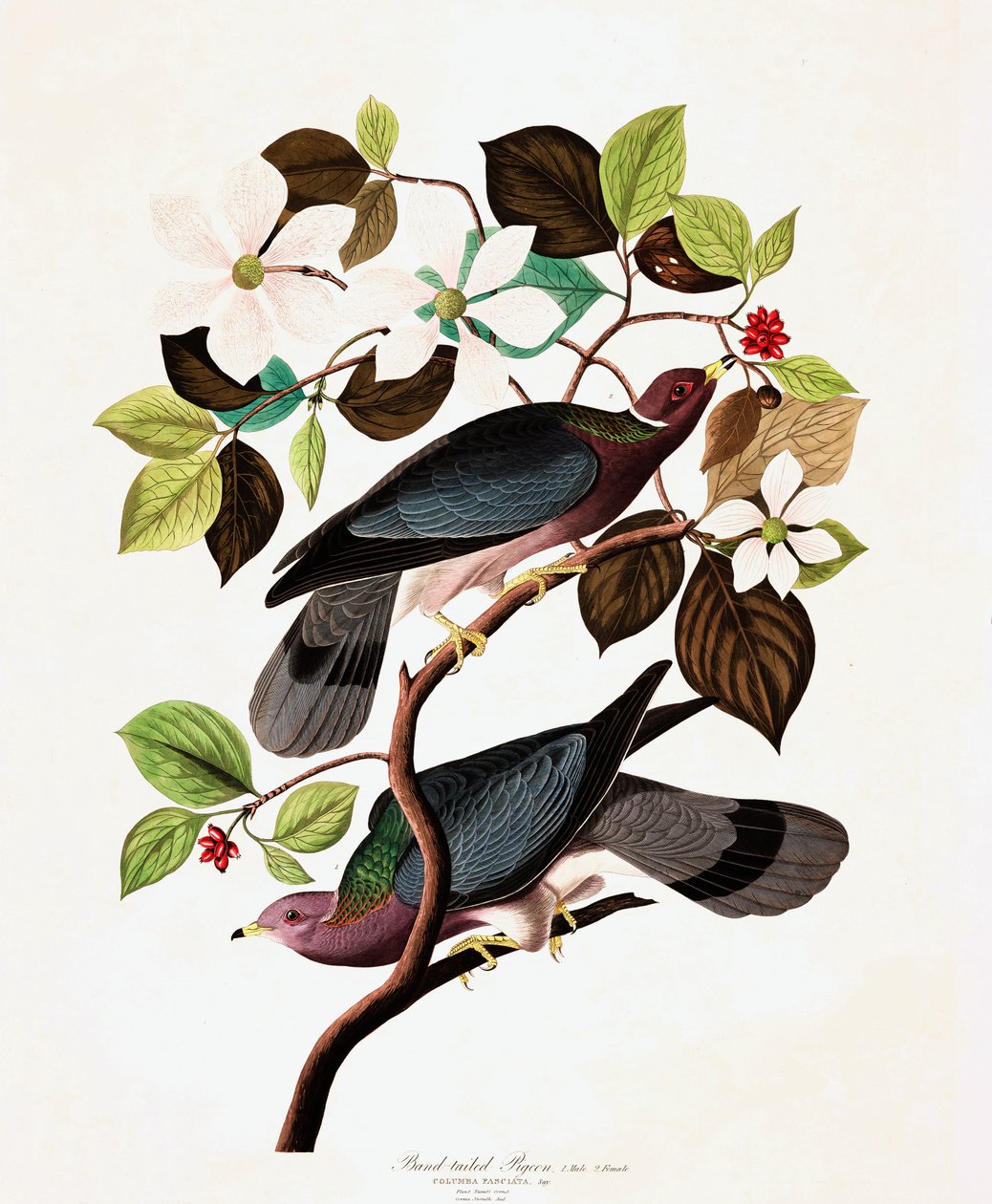 Band Tailed Pigeon, Columba Fasciata, John J. Audubonin "The Birds of America" -pubista. 1827-38 tekijältä John James Audubon