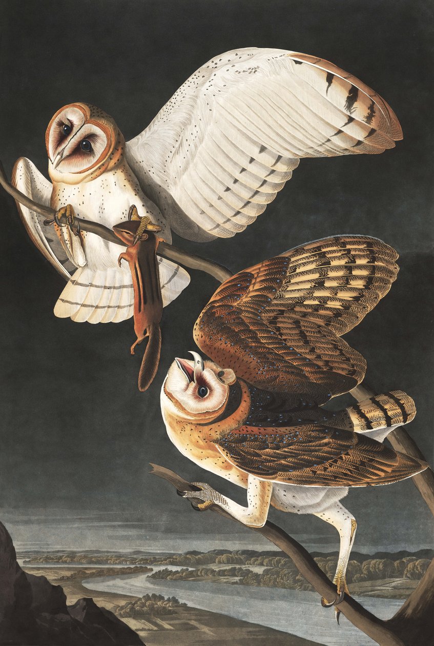 Kirppupöllö, Tyto Alba, John J. Audubonin "The Birds of America" -julkaisusta, pub. 1827-38 tekijältä John James Audubon