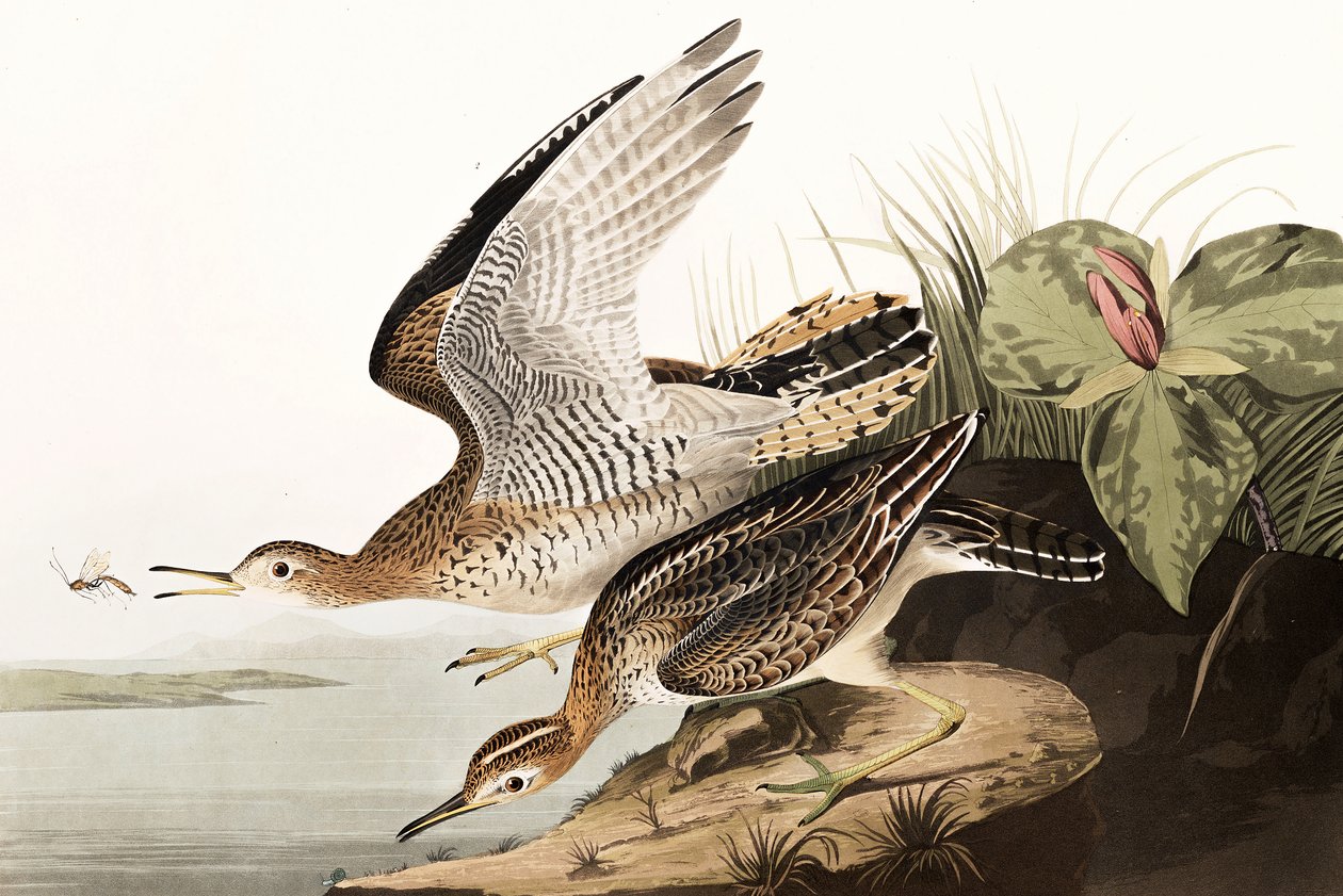 Bartram Sandpiper, Bartramia Longicauda, John J. Audubonin "The Birds of America" -julkaisusta, pub. 1827-38 tekijältä John James Audubon