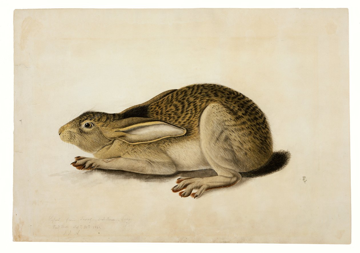 Mustahäntäinen jänis tekijältä John James Audubon