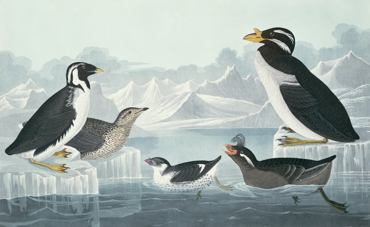 Mustakurkkukila, nobbed-billed Auk, Curled-Crested Auk, Horn-Billed Guillemot, luonnosta otettu tekijältä John James Audubon