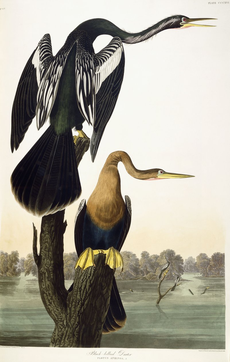 Mustavatsainen Darter, 1836 tekijältä John James Audubon