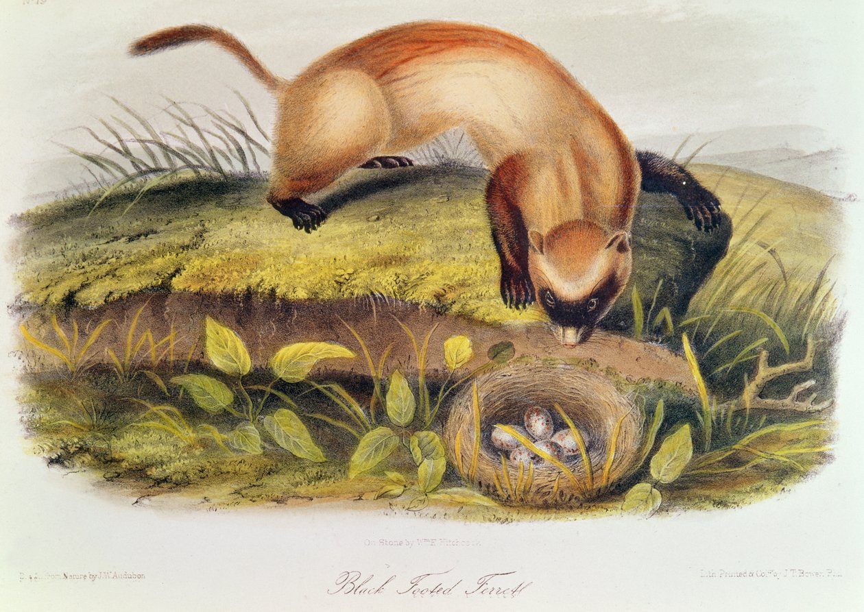 Mustajalkafretti Pohjois-Amerikan nelijalkaisista (1842-5) tekijältä John James Audubon