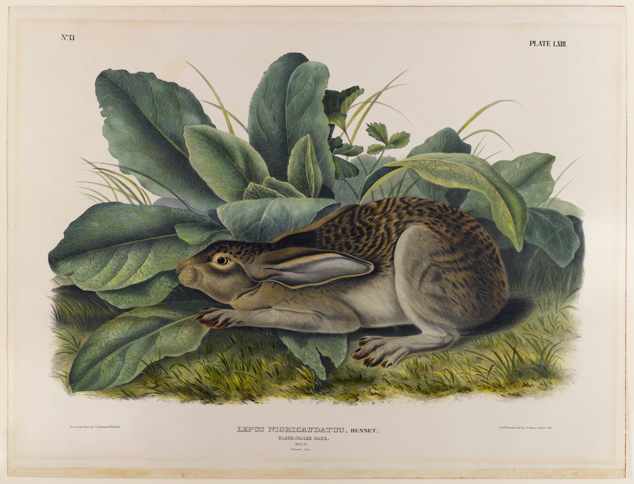 Mustahäntäjänis tekijältä John James Audubon