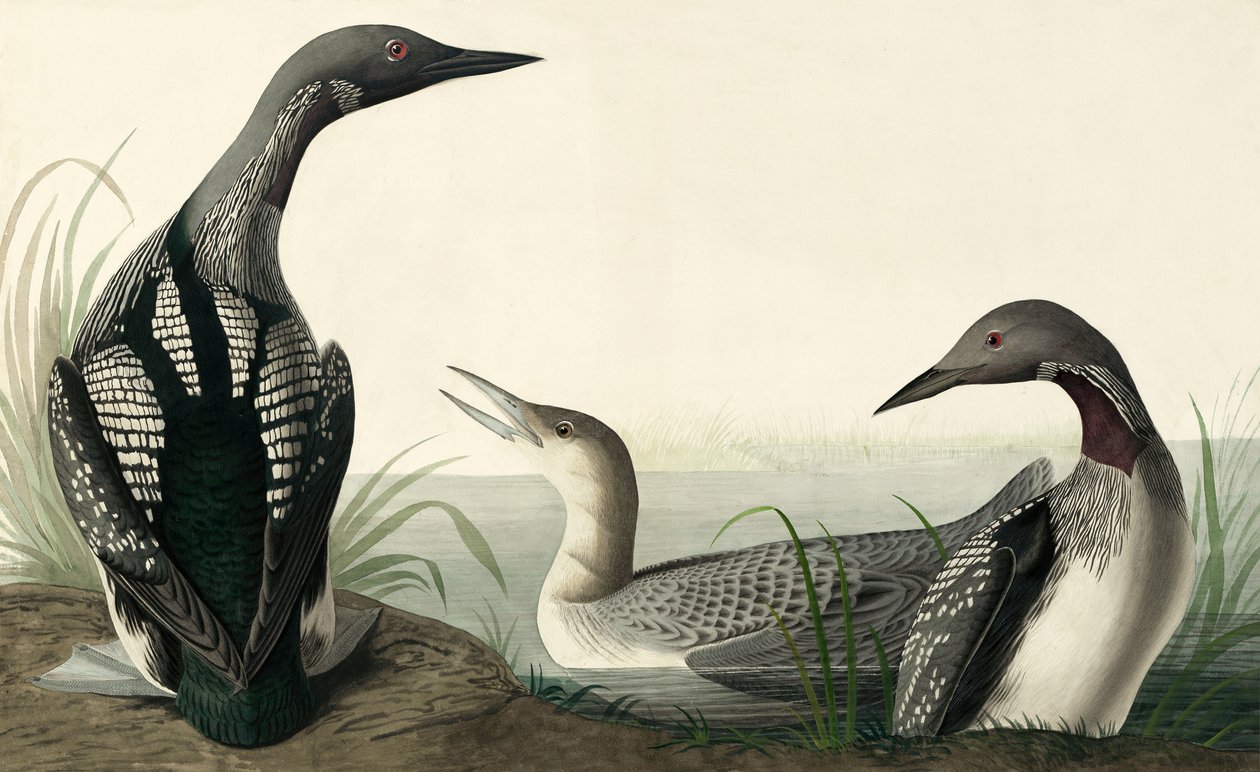 Black-throated Diver, Colymbus Arcticus, elokuvasta "The Birds of America", kirjoittanut John J. Audubon, pub. 1827-38 tekijältä John James Audubon