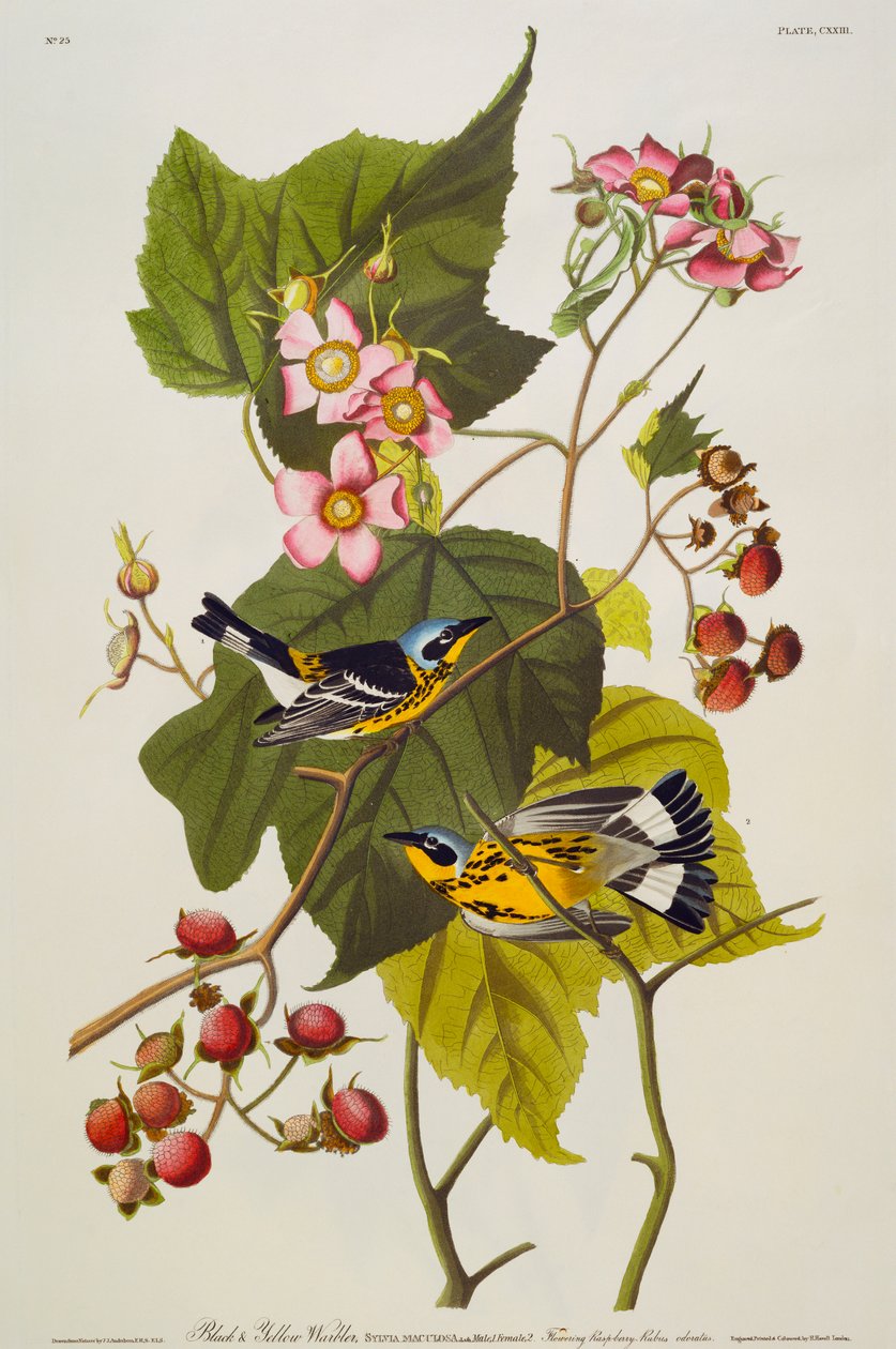Musta ja keltainen parta. Magnoliakirkko tekijältä John James Audubon