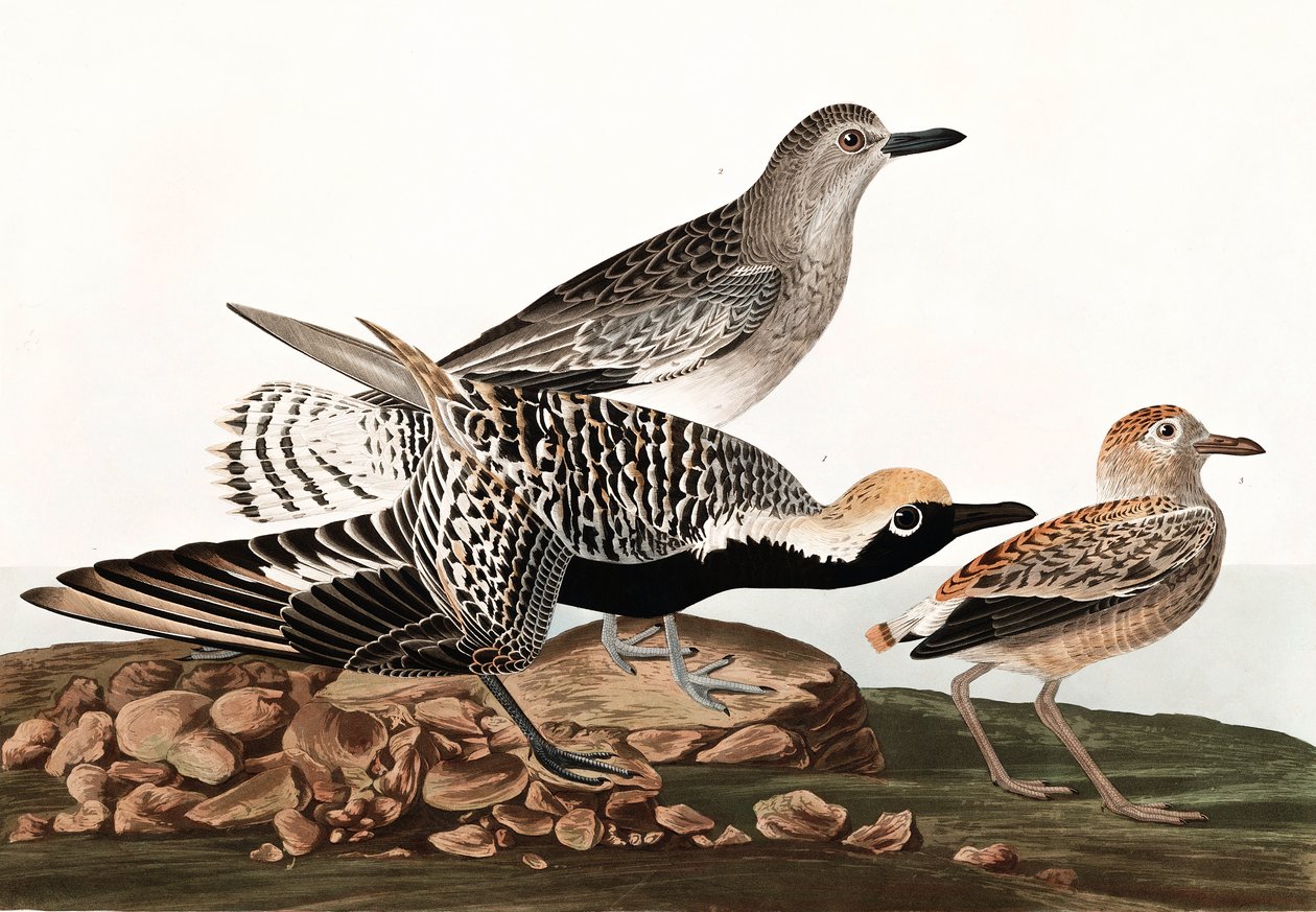 Black Bellied Plover, Charadrius Helveticus, elokuvasta "The Birds of America", kirjoittanut John J. Audubon, pub. 1827-38 tekijältä John James Audubon