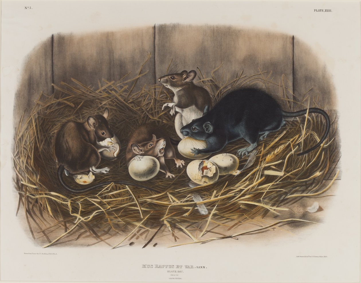 Musta rotta, n. 1845 tekijältä John James Audubon