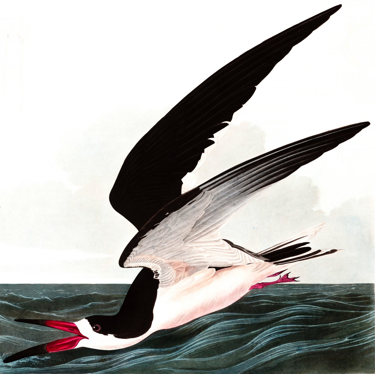 Black Skimmer tai Shearwater, Rhincops Nigra, elokuvasta "The Birds of America", kirjoittanut John J. Audubon, pub. 1827-38 tekijältä John James Audubon