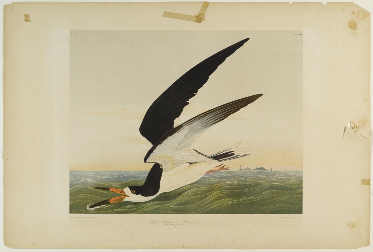 Black Skimmer tai Shearwater, paina Julien Bien ja julkaisi Roe Lockwood & Son, 1861 (kromolitografia) tekijältä John James Audubon