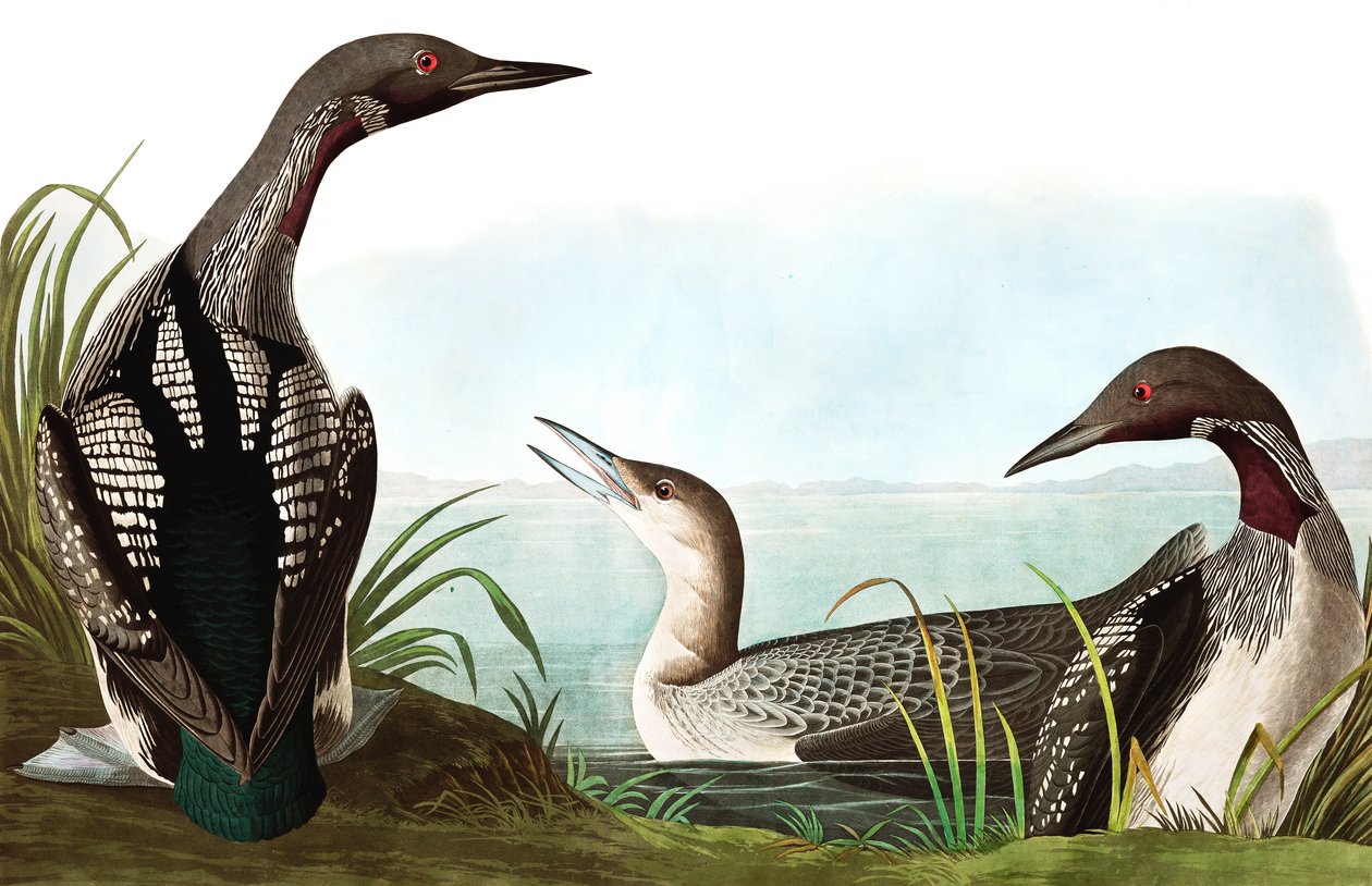 Black Throated Diver, Colymbus Arcticus, elokuvasta "The Birds of America", kirjoittanut John J. Audubon, pub. 1827-38 tekijältä John James Audubon