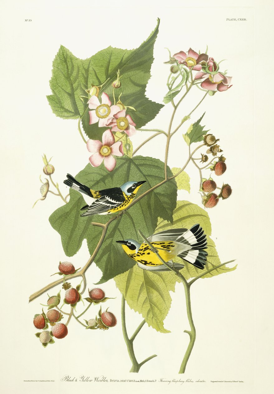 Musta ja keltainen vadelma ja kukkiva vadelma, n. 1826-1838 tekijältä John James Audubon