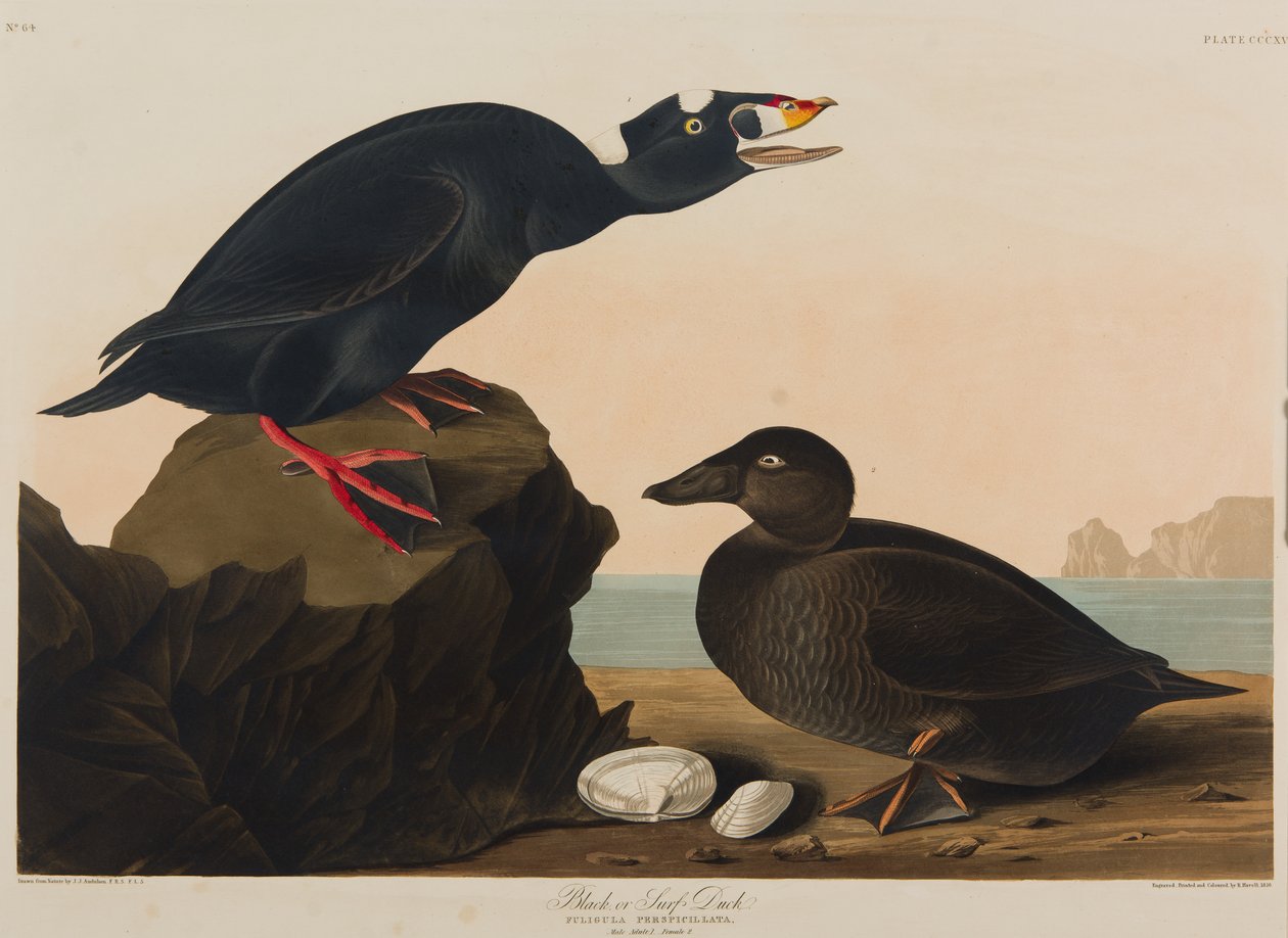 Black or Surf Duck, 1836 (wc paperilla) tekijältä John James Audubon