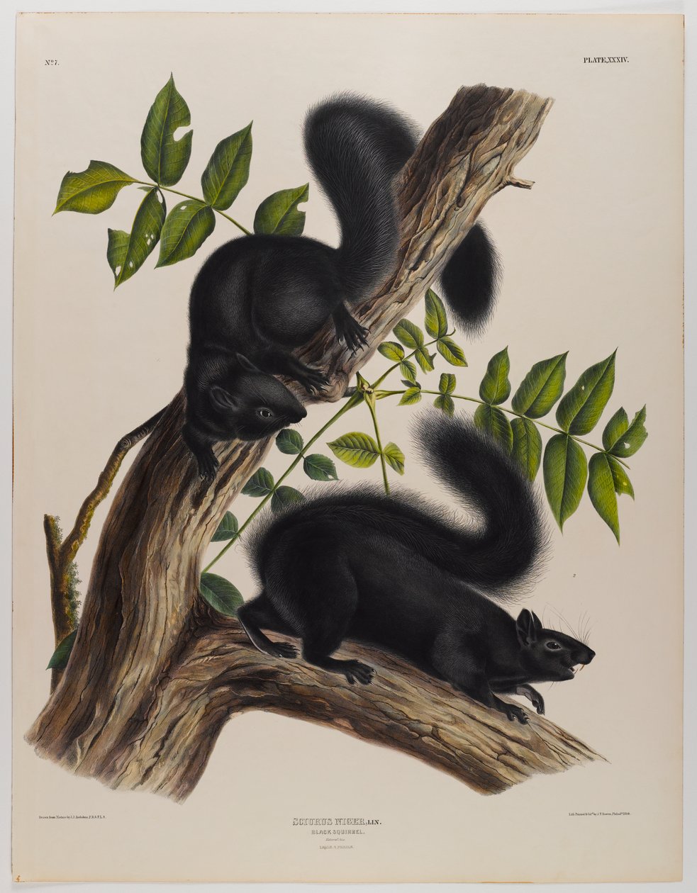 Musta orava tekijältä John James Audubon