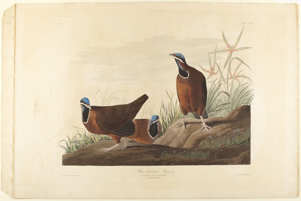 Sinipääkyyhky tekijältä John James Audubon