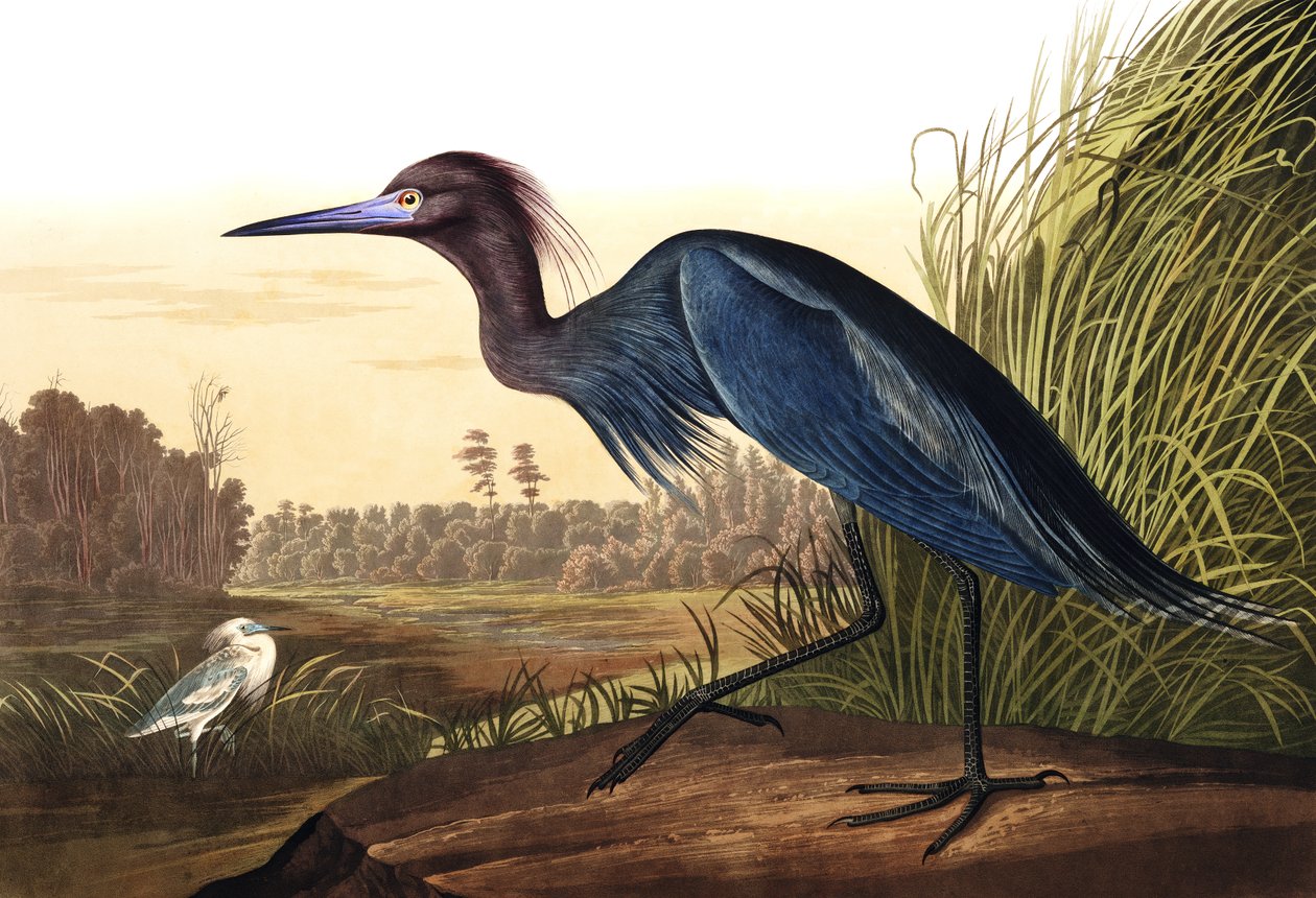 Blue Crane tai Heron, Ardea Coerulea, John J. Audubonin "The Birds of America" -julkaisusta, pub. 1827-38 tekijältä John James Audubon