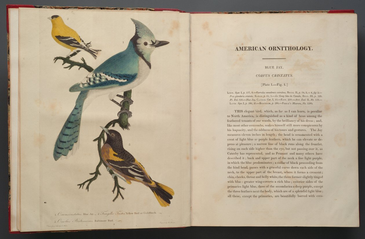 Blue Jay, sivu Elephant Foliosta (1827-38) tekijältä John James Audubon