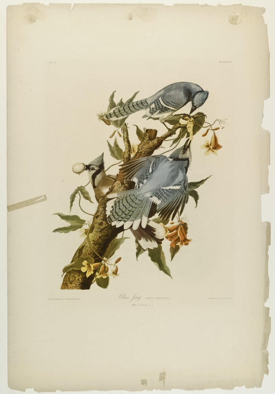 Blue Jay, paina Julien Bien ja julkaisi Roe Lockwood & Son, 1861 (kromolitografia) tekijältä John James Audubon