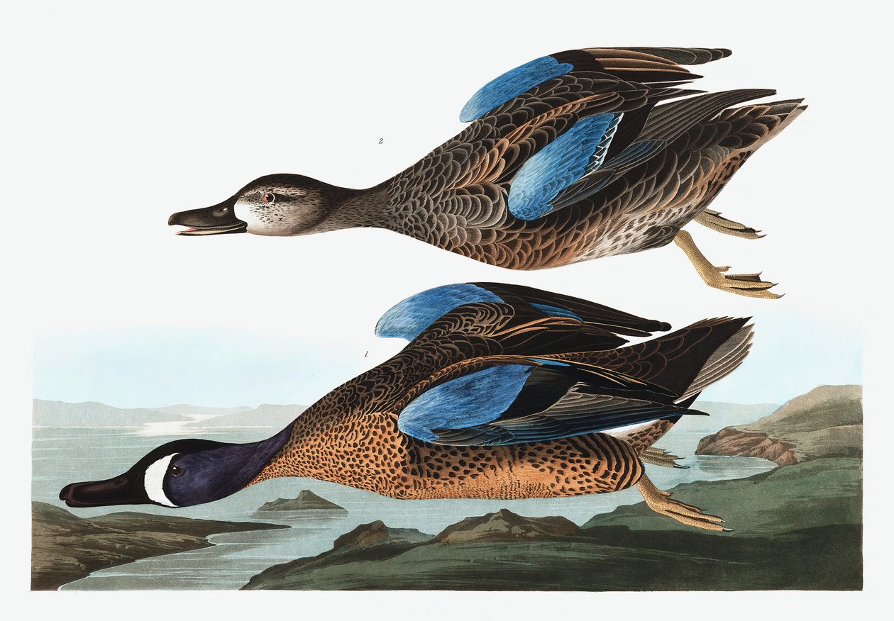 Blue Winged Teal, Anas Discors, John J. Audubonin "The Birds of America":sta, pub. 1827-38 tekijältä John James Audubon