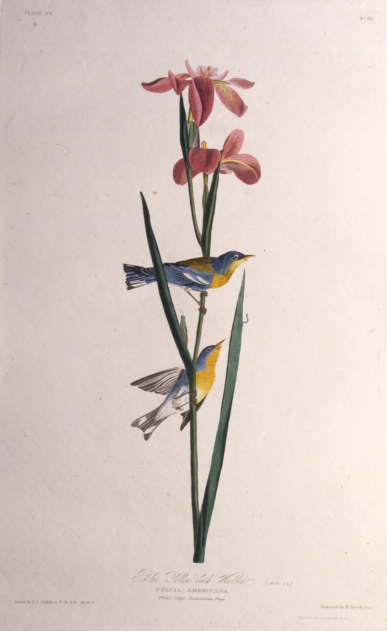 Sininen Keltaselkäkirkko. Teoksesta The Birds of America, 1827-1838. tekijältä John James Audubon