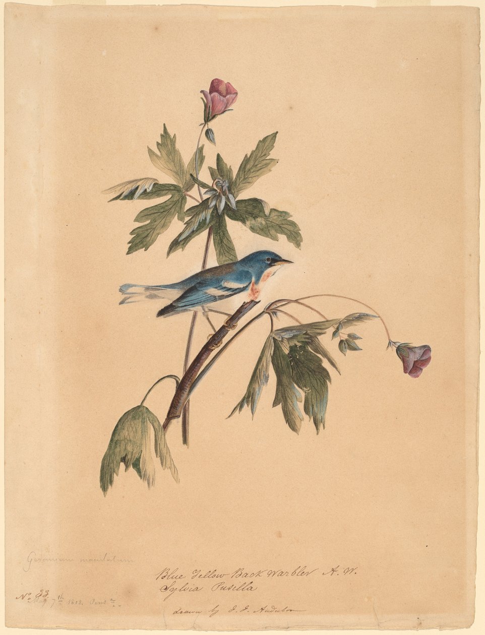 Sininen keltainen selkäkirkko tekijältä John James Audubon