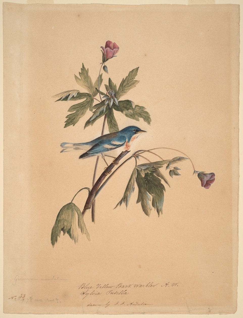 Sinikeltakylkinen laulurastas tekijältä John James Audubon