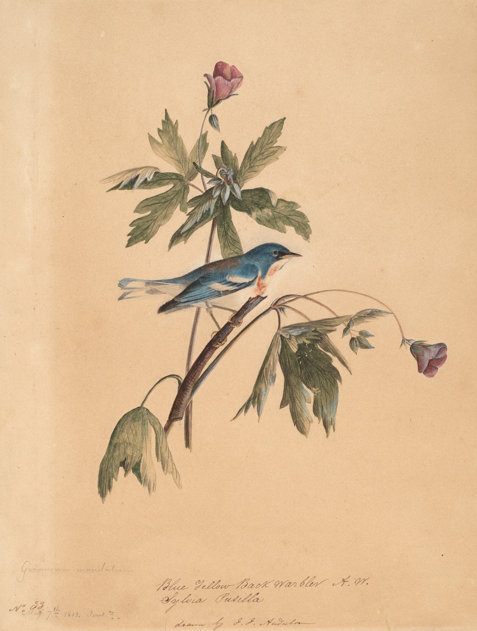 Sininen keltaselkäkirkko, 1812. tekijältä John James Audubon