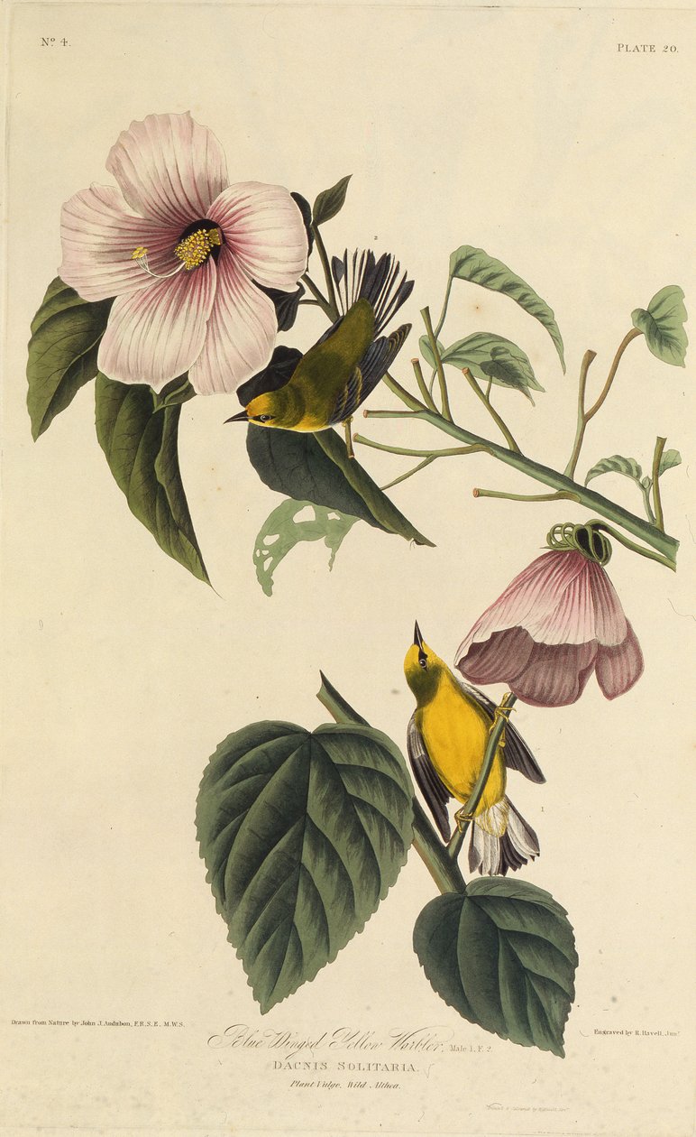Sinisiipinen keltainen kotula. Teoksesta The Birds of America, 1827-1838. tekijältä John James Audubon
