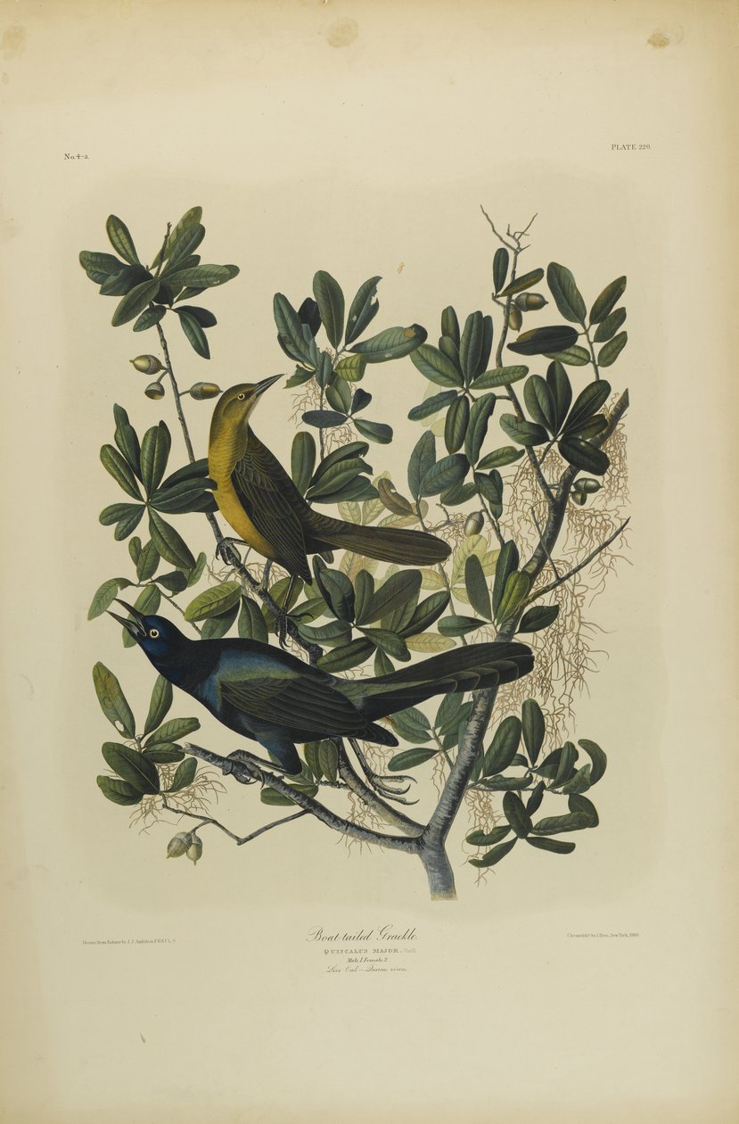 Boat-tailed Grackle, paina Julien Bien ja julkaisi Roe Lockwood & Son, 1861 (kromolitografia) tekijältä John James Audubon