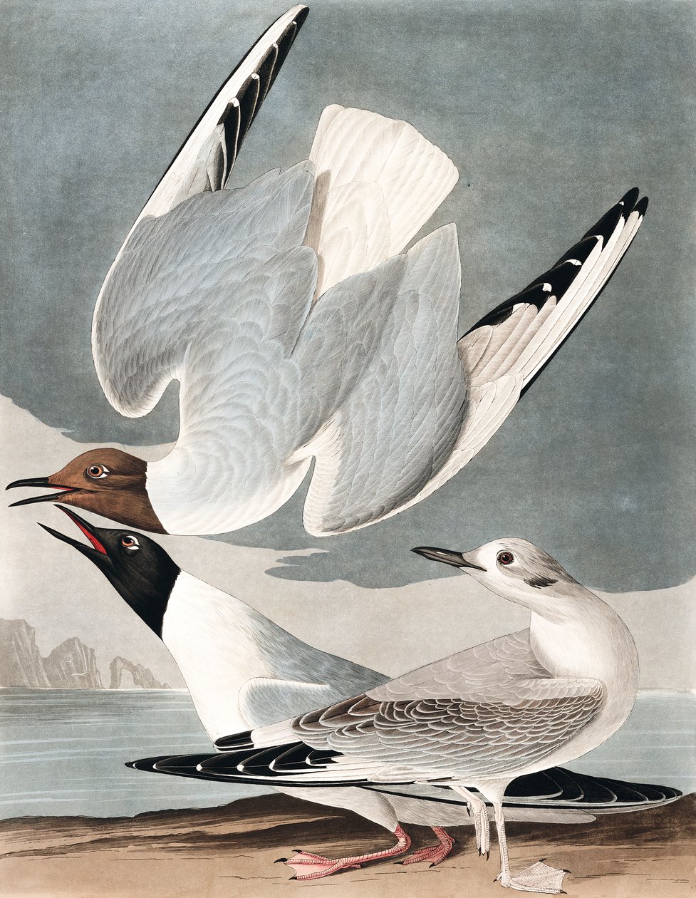 Bonapartian lokki, Larus Bonapartii, elokuvasta "The Birds of America", kirjoittanut John J. Audubon, pub. 1827-38 tekijältä John James Audubon