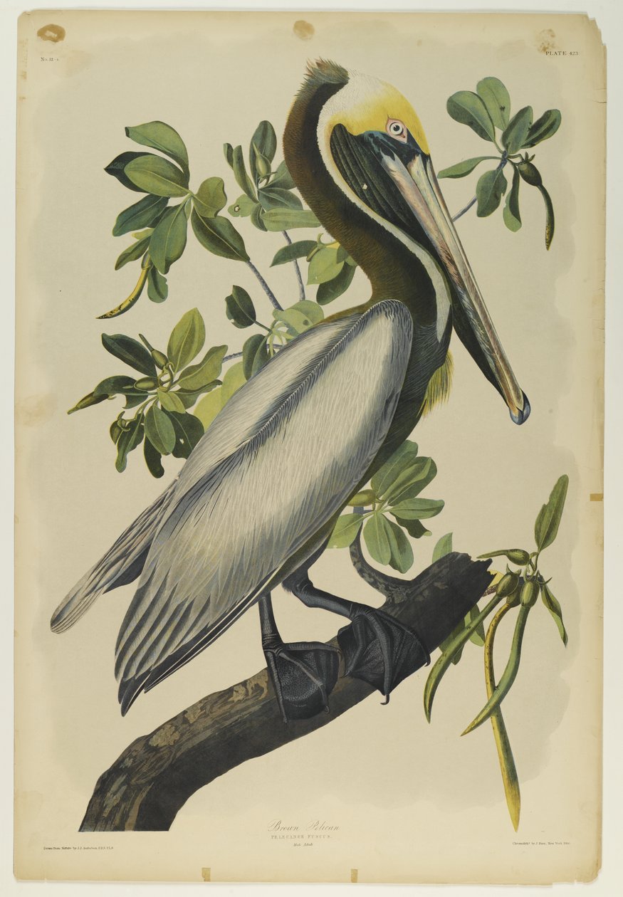 Brown Pelican, paina Julien Bien ja julkaisi Roe Lockwood & Son, 1861 (kromolitografia) tekijältä John James Audubon