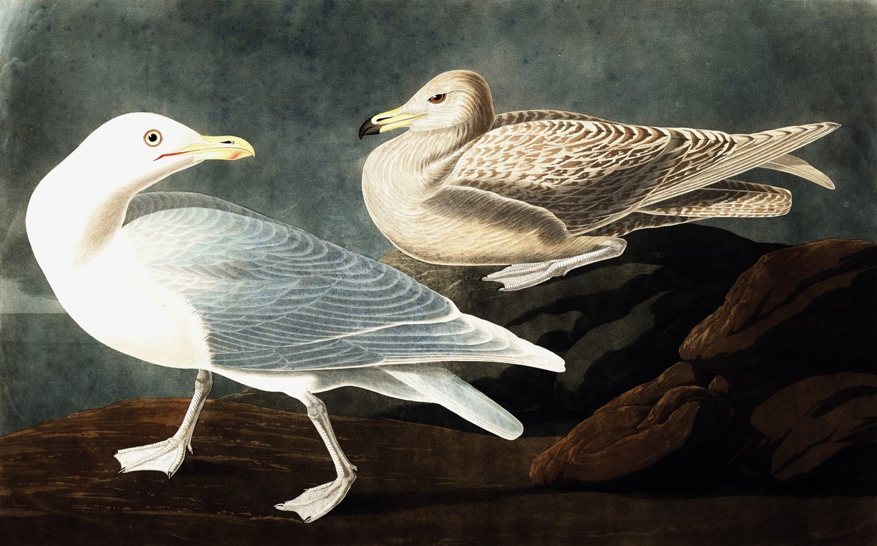 Burgomaster Gull, Larus Glaucus, elokuvasta "The Birds of America", kirjoittanut John J. Audubon, pub. 1827-38 tekijältä John James Audubon