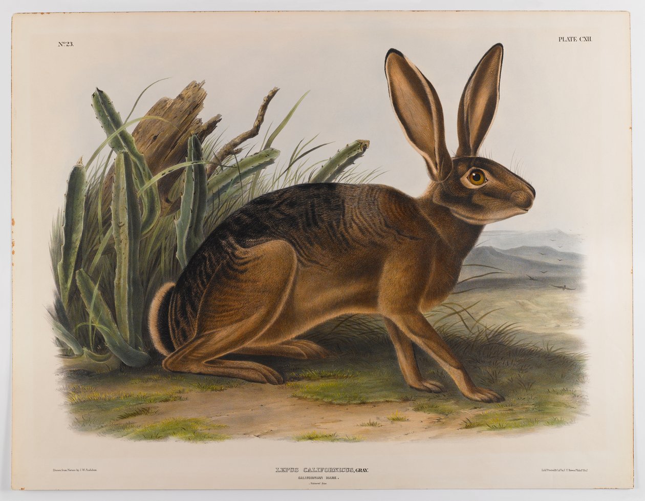 Kalifornian jänis, 1847 tekijältä John James Audubon