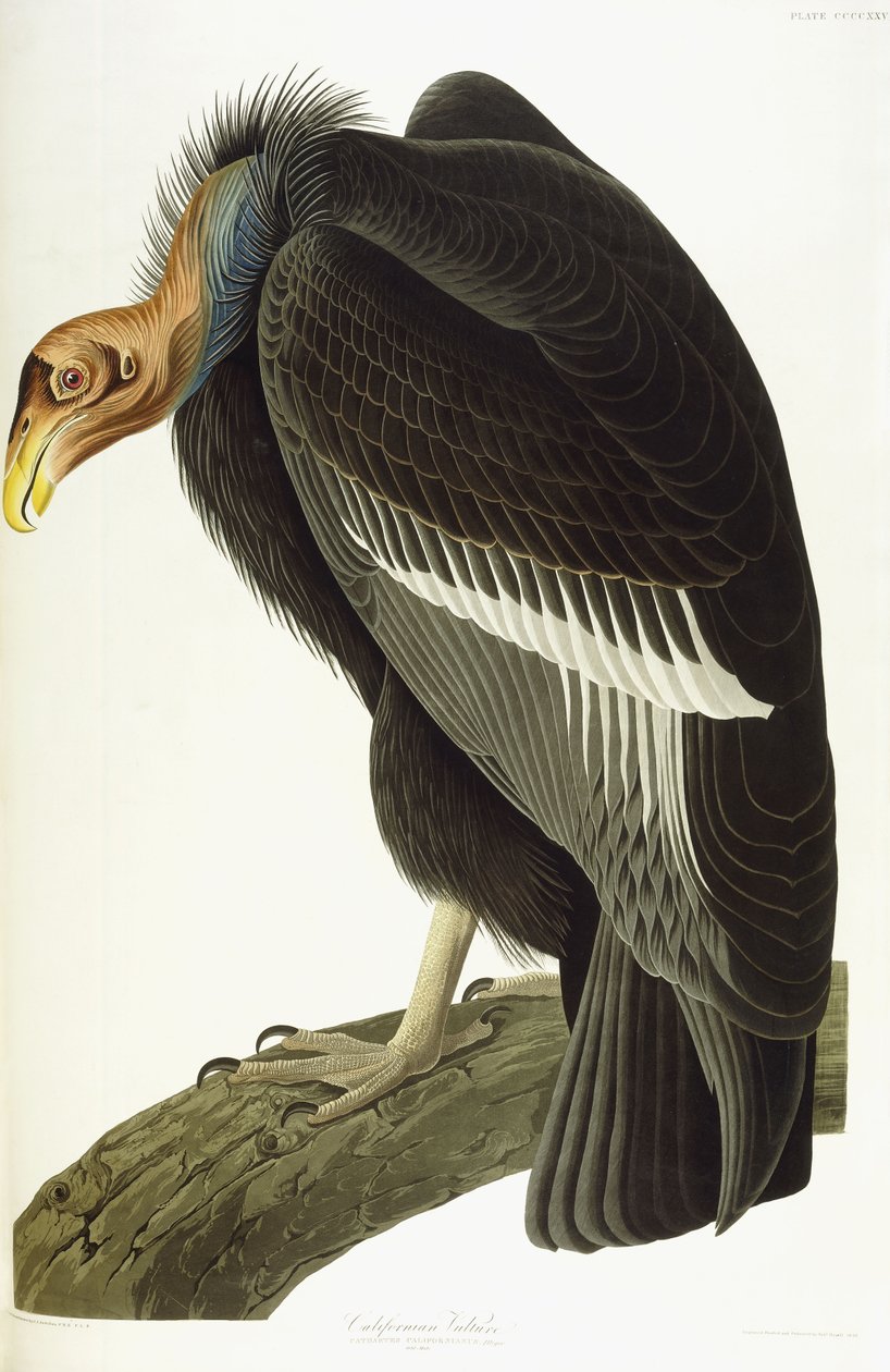 Californian Vulture, vanha mies, 1838 tekijältä John James Audubon