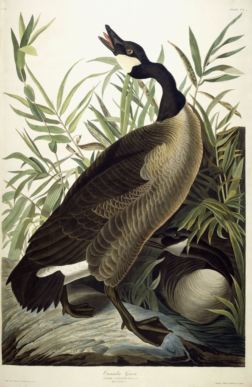 Kanadanhanhi, n. 1827-1838 tekijältä John James Audubon