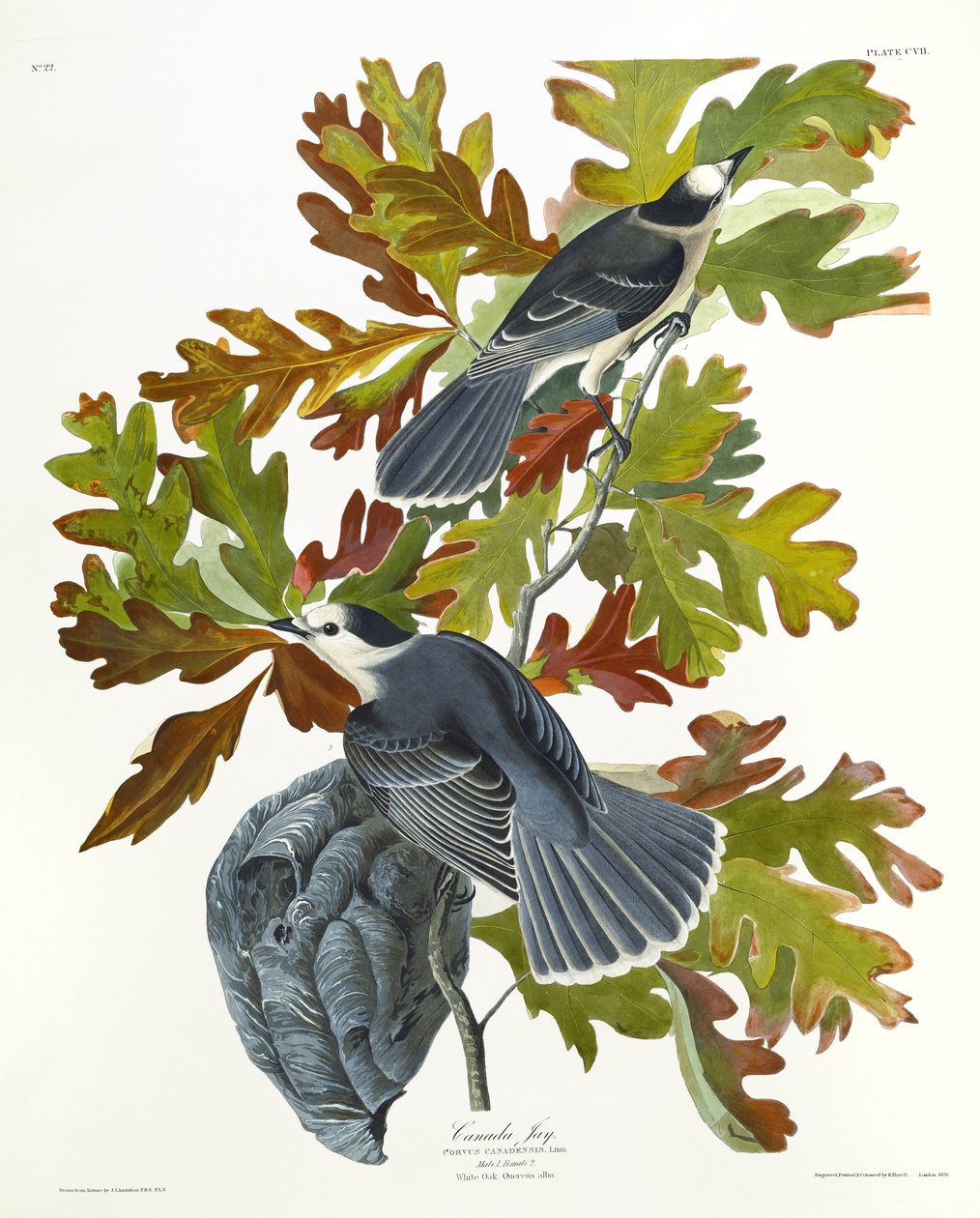 Kanada Jay tekijältä John James Audubon
