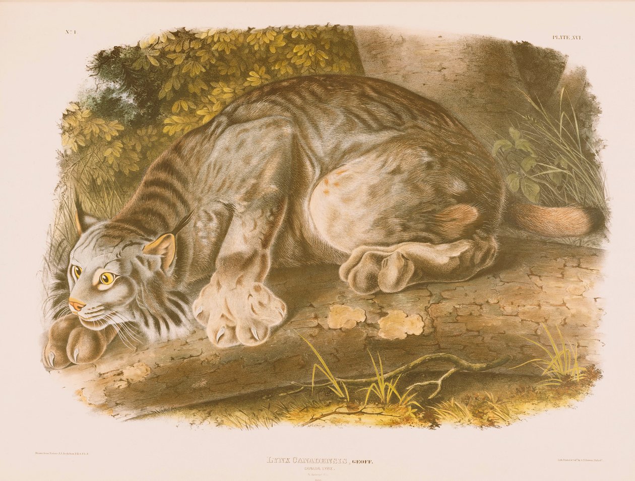 Kanadan ilves tekijältä John James Audubon