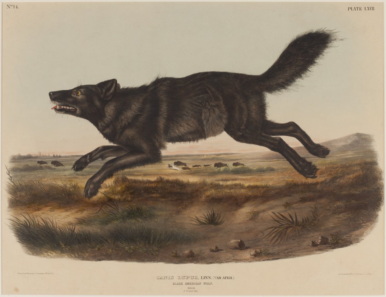Canis Lupus (Musta Amerikan susi) tekijältä John James Audubon