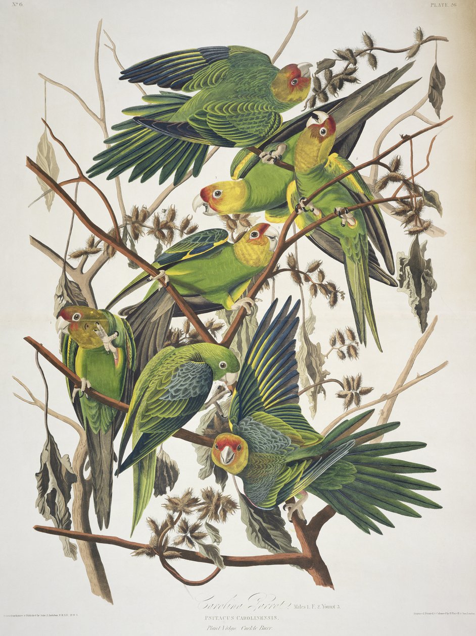 Carolina Parakeet, kappaleesta "Birds of America" tekijältä John James Audubon