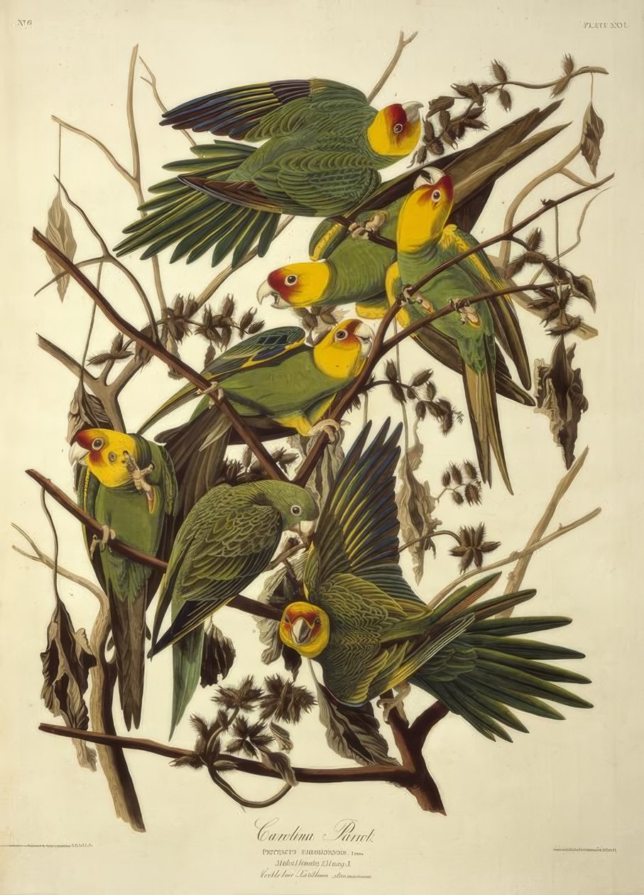 Carolina papukaija. Psittacus Carolinensis tekijältä John James Audubon