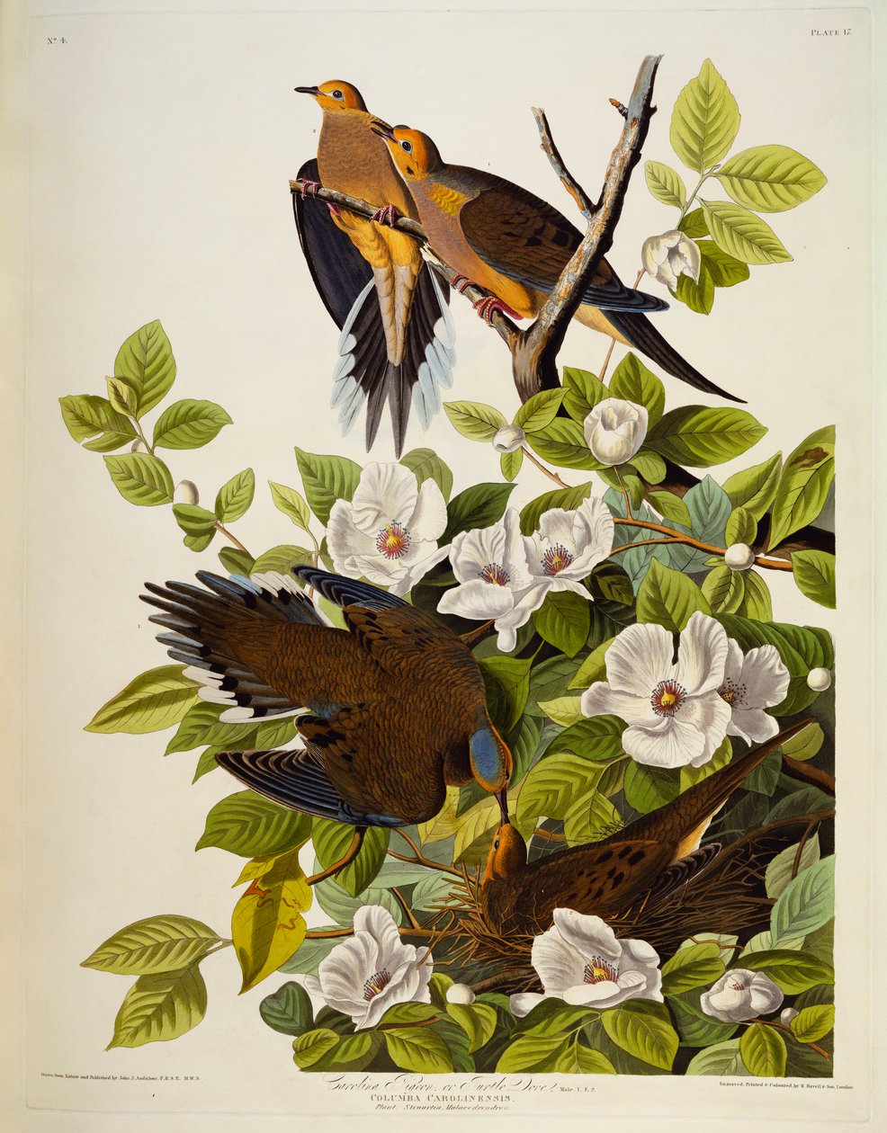 Carolina Turtledove. Surukyyhky, tekijältä John James Audubon