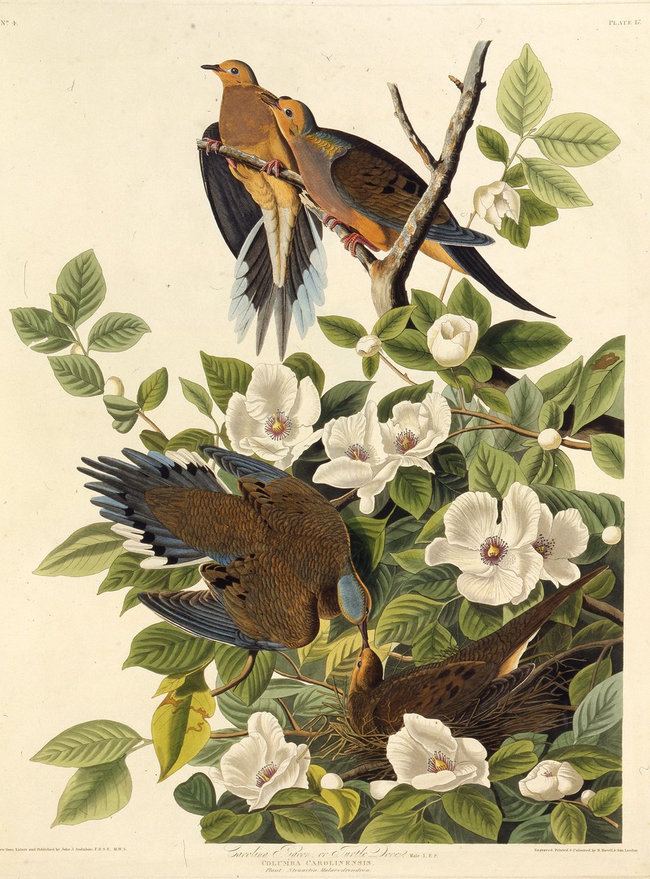 Carolina kyyhkynen tai Carolina turtledy. Teoksesta The Birds of America, 1827-1838. tekijältä John James Audubon