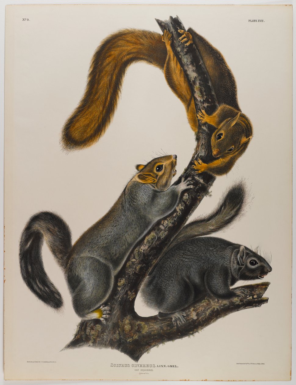 Kissan orava tekijältä John James Audubon