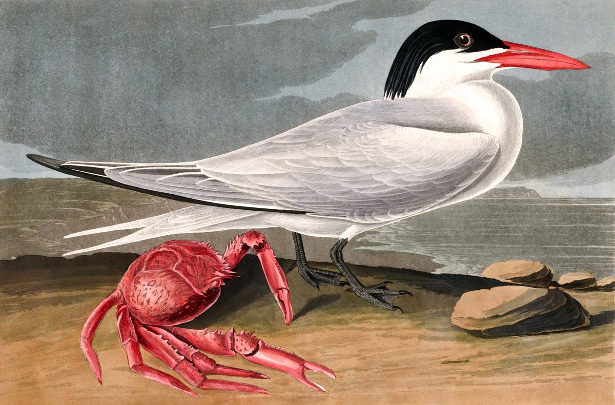 Cayenne Tern, Sterna Maxima, John J. Audubonin "The Birds of America" -julkaisusta, pub. 1827-38 tekijältä John James Audubon