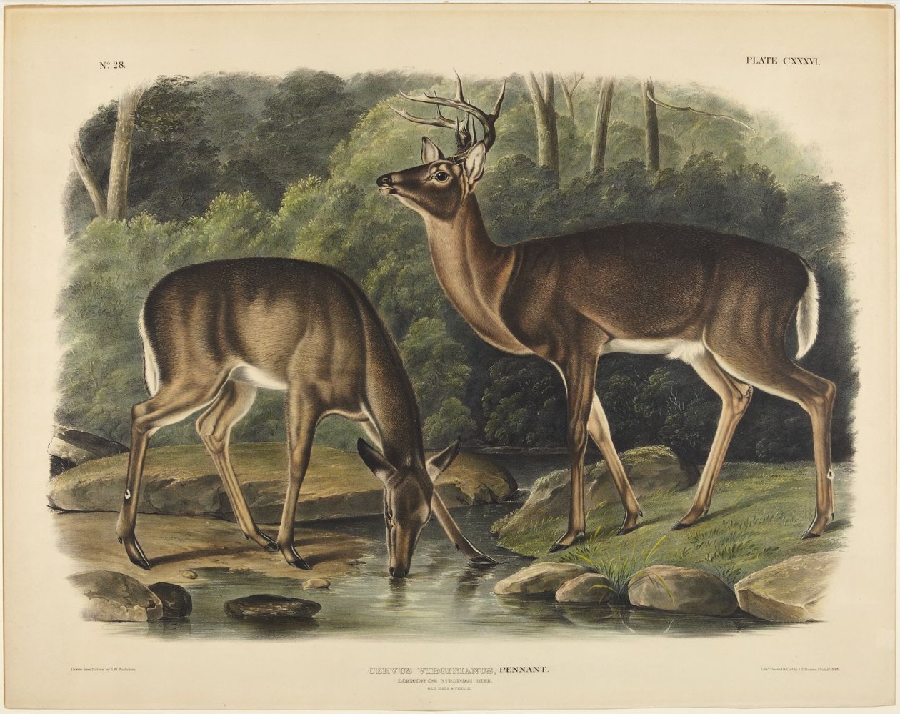 Virginian hirvi, Pennant tekijältä John James Audubon