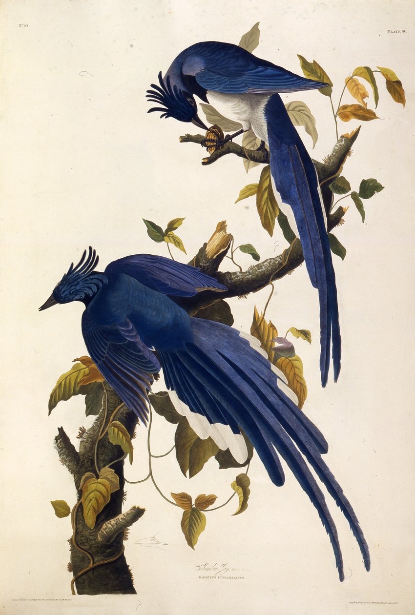 Columbia Jay Garrulus ultramarinus. Teoksesta The Birds of America, 1827-1838. tekijältä John James Audubon