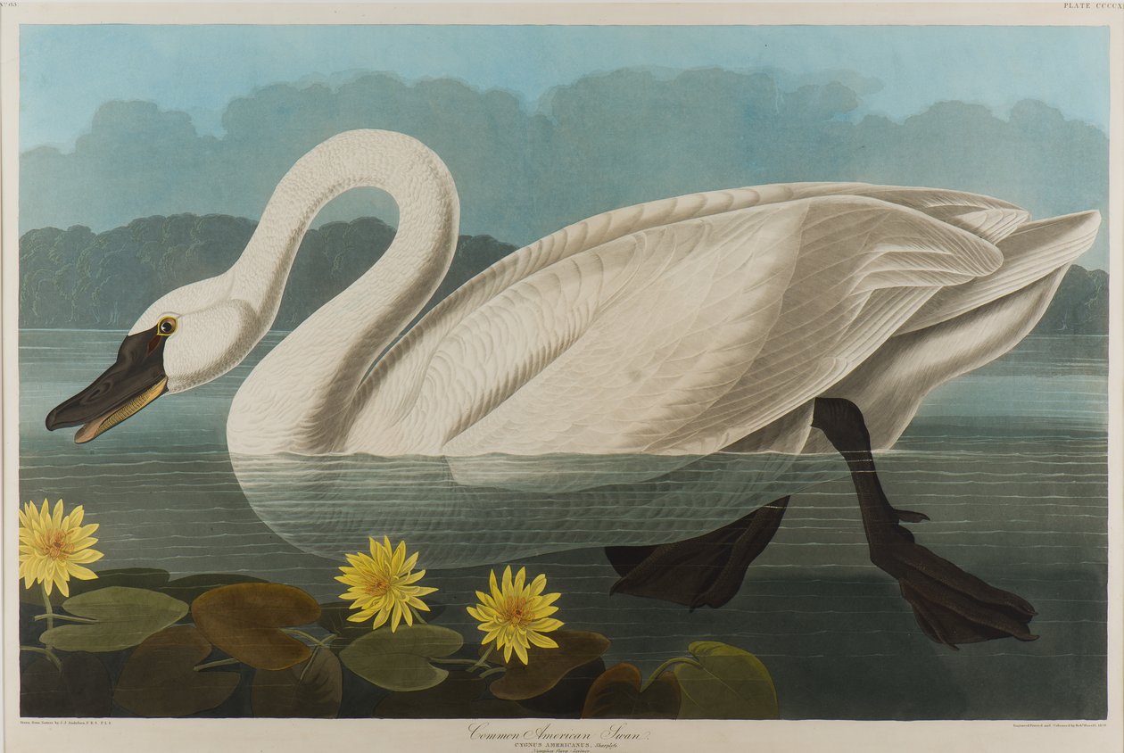 Common American Swan, 1838 (wc paperilla) tekijältä John James Audubon