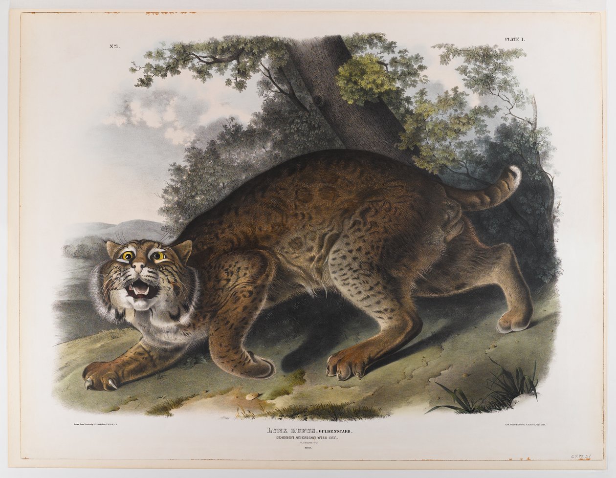 Tavallinen amerikkalainen villikissa tekijältä John James Audubon