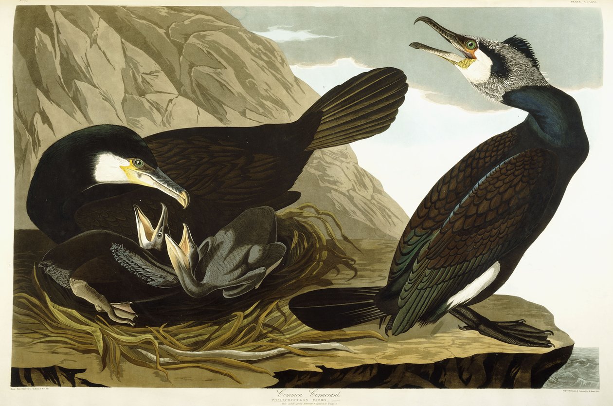 Merimetso, 1835 tekijältä John James Audubon
